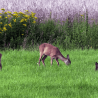 Provincie Drenthe verleent vergunning voor gericht beheer reeën