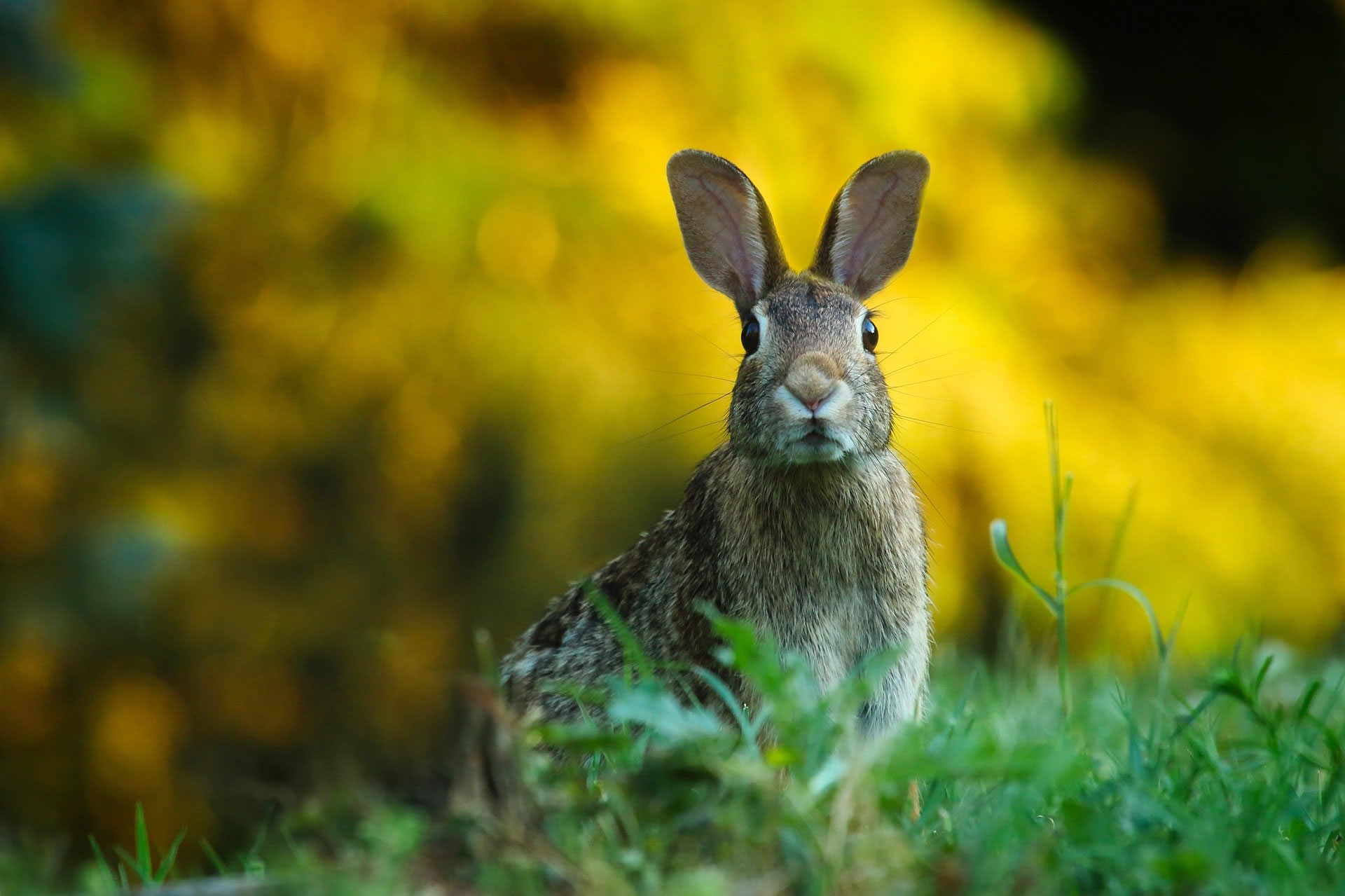 Verhuizing konijnen van Luistenbuul naar Amsterdamse Waterleidingduinen