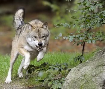 Wolf valt voor de 1e keer man aan in Drenthe