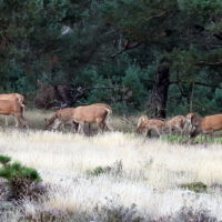 De jacht is springlevend en is onderdeel van onze relatie met de natuur