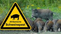 Nieuwe besmetting Afrikaanse varkenspest in AVP vrij Saksen