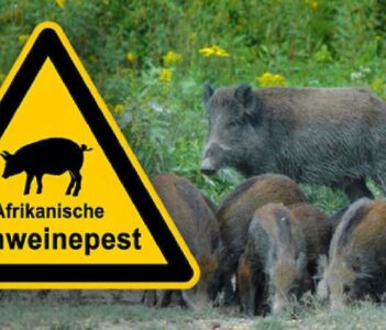 Weer een uitbraak van AVP in Brandenburg – district Oberspreewald-Lausitz