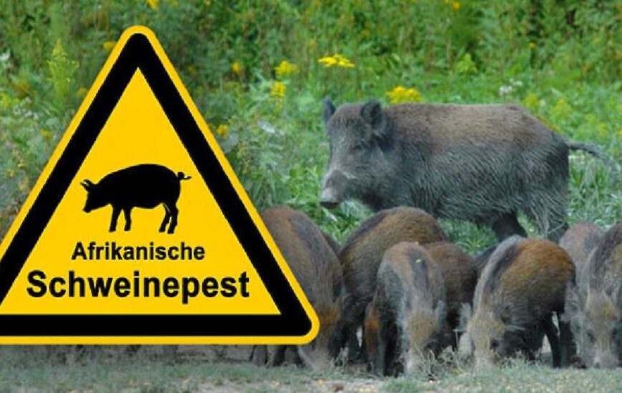 Weer meer uitbraken van Afrikaanse varkenspest…