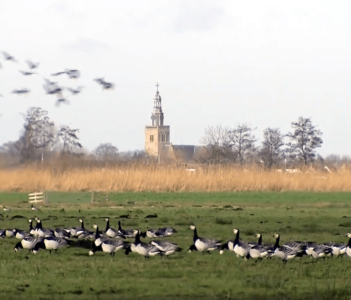 Faunabeheerders Holland en Flevoland ontwikkelen gezamenlijk ganzenbeheerplan