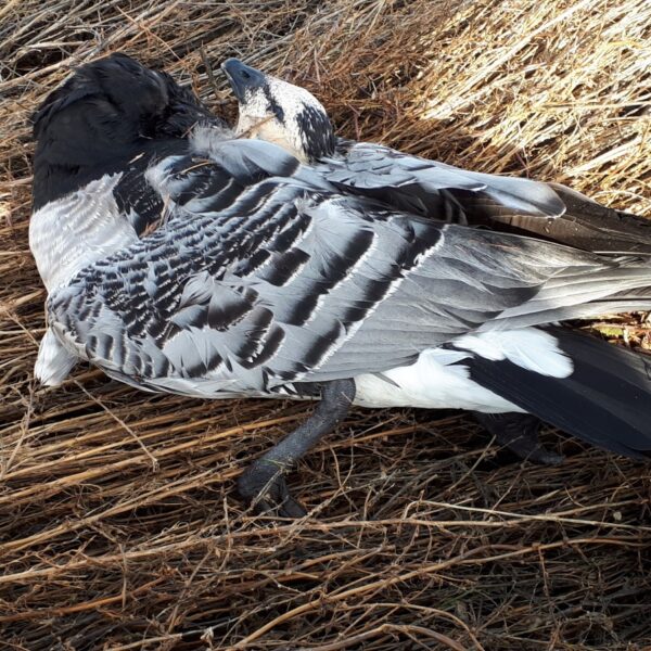 Vogelgriep – de actuele vogelgriepsituatie en de nieuwe risicobeoordeling van de Deskundigengroep Dierziekten.