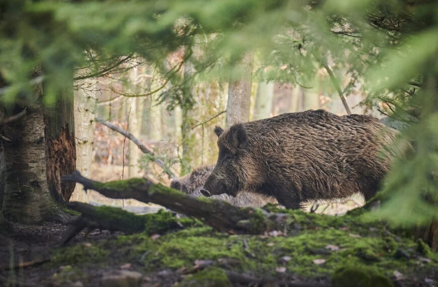 wild zwijn