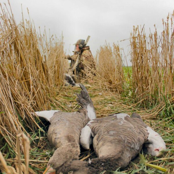 Uitnodiging Gezamenlijke Ganzendagen Noord-Holland