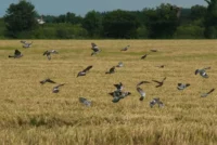 Recordhoogte faunaschade in 2026 door houtduiven en ganzen in Noord-Holland verwacht