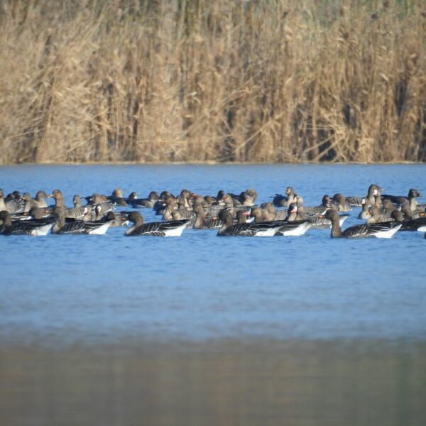 Grauwe ganzen op de plas