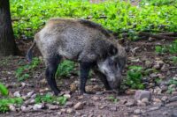 wild boar Spain