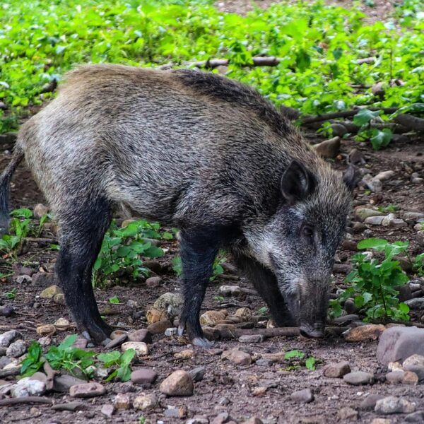 wild boar Spain