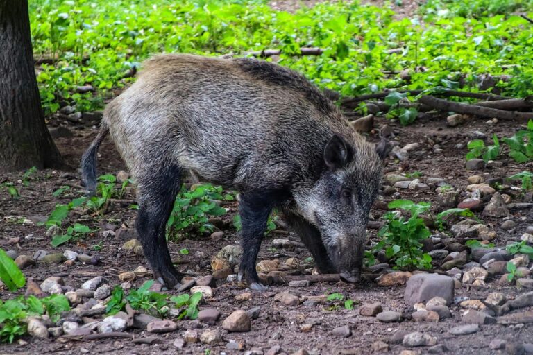 wild boar Spain
