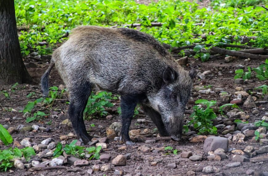 wild boar Spain