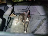 Politie: illegaal gokken en stroperij verstrengeld in gesloten netwerken