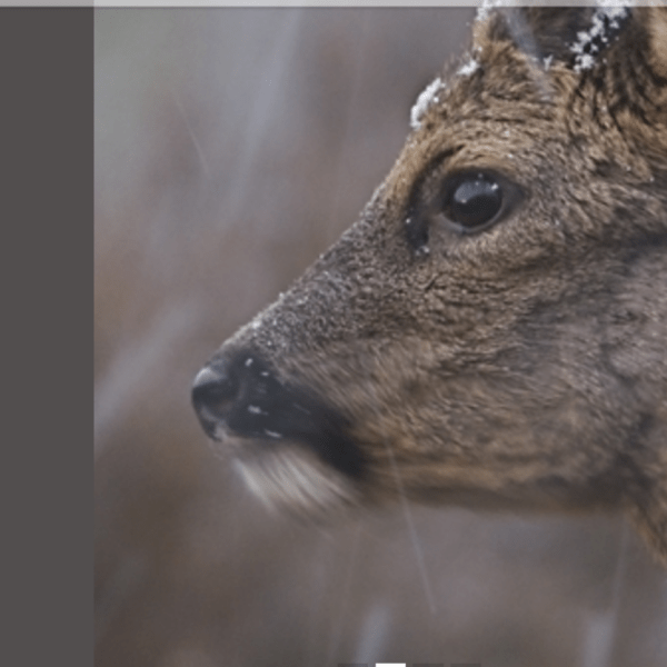 Goedkeuringsbesluit Faunabeheerplan 2026-2031 FBE Utrecht