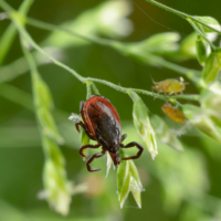 LYME IS EEN SERIEUZE ZAAK! HET AANTAL TEKENBETEN ZAL OOK DE KOMENDE JAREN BLIJVEN STIJGEN