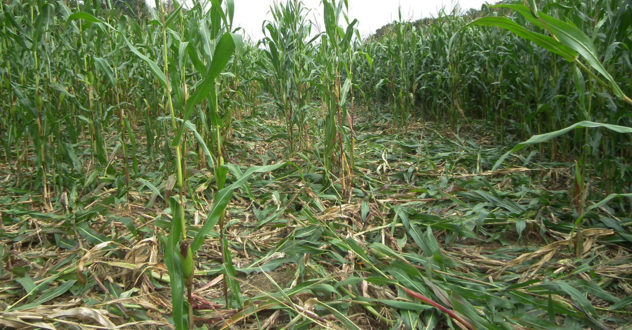 BIJ12 wijst op belang van preventieve maatregelen bij faunaschade