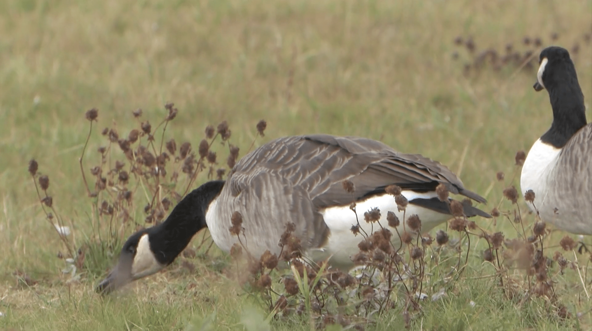 Provincie Fryslân staat afschot Canadese gans toe om snelle groei en landbouwschade te beperken