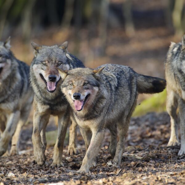 Opname van de wolf in de Landelijke Jagdgesetz in Duitsland: een mijlpaal voor soortbescherming en populatiebeheer