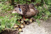 Rapport ‘Broedvogels van Nederland in 2025’ gepresenteerd