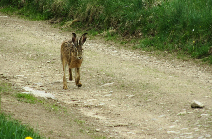 Rapport CBS – Naar landelijke en provinciale trends voor haas en konijn, 2013-2023
