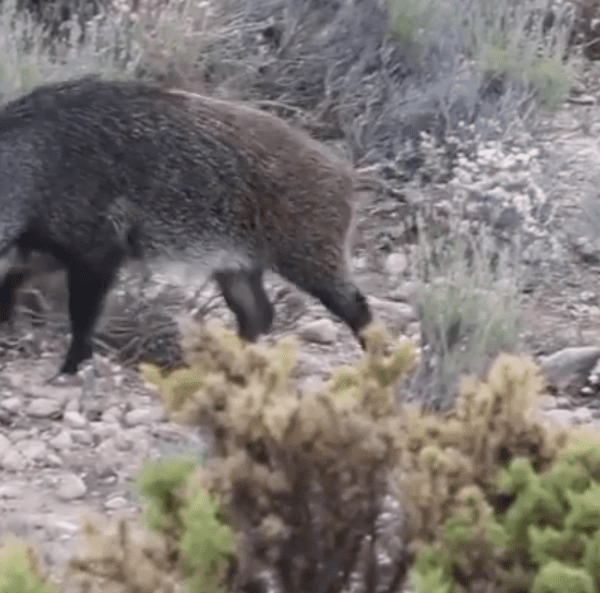 Update Afrikaanse Varkenspest uitbraak Spanje