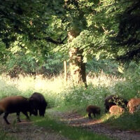 Brabant laat wilde zwijnen toe, maar trekt duidelijke grenzen