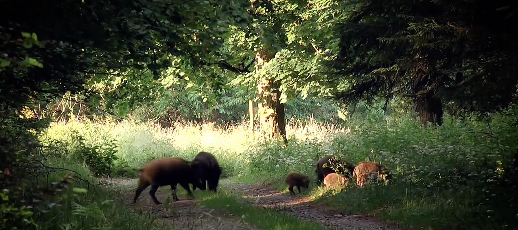 Brabant laat wilde zwijnen toe, maar trekt duidelijke grenzen