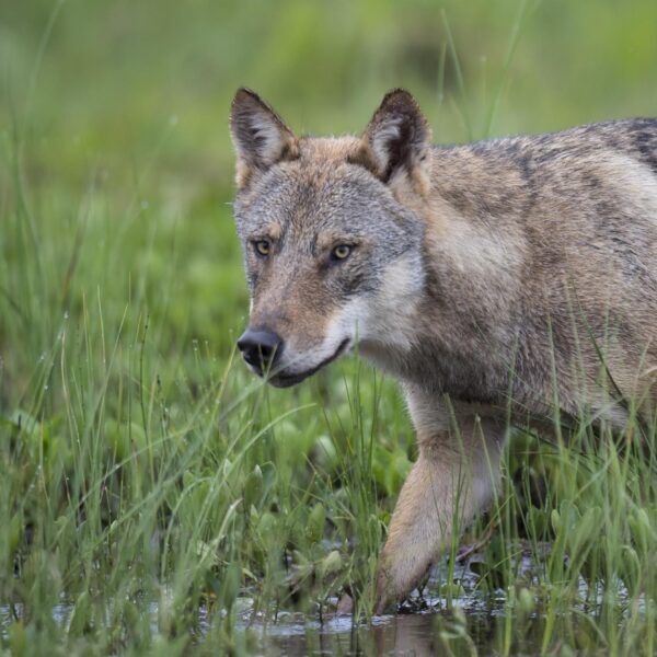 Nieuwe Duitse wet maakt weg vrij voor afschot van wolven