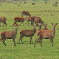 Geschil over ontheffing voor afschot van edelherten in Oostvaardersplassen