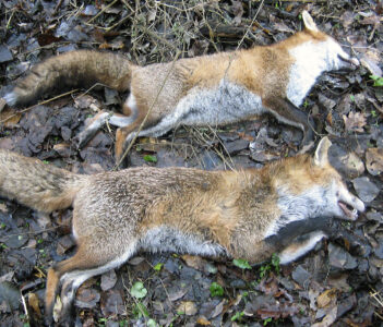 Provincie Utrecht in hoger beroep tegen uitspraken over ontheffingen schadebestrijding vos etc.