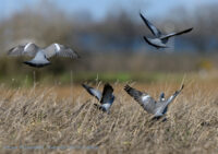 Boeren mogen volgend jaar weer houtduiven verjagen in Noord-Holland