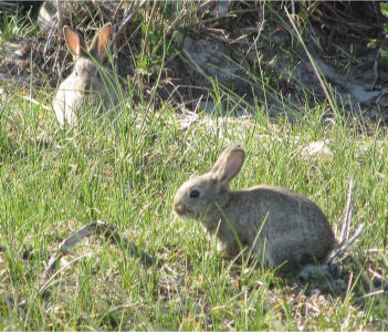 Faunabeheereenheid Zuid-Holland mag van RvS ontheffing verlenen voor het bestrijden van schade konijnen met kuntslicht en geluidsdemper