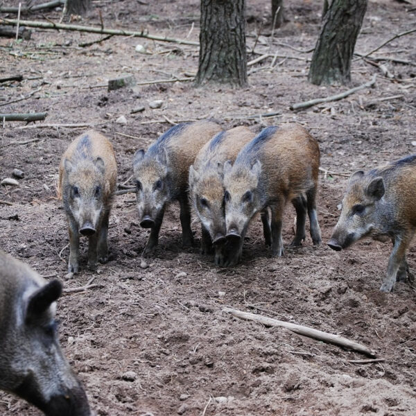 rotte wilde zwijnen