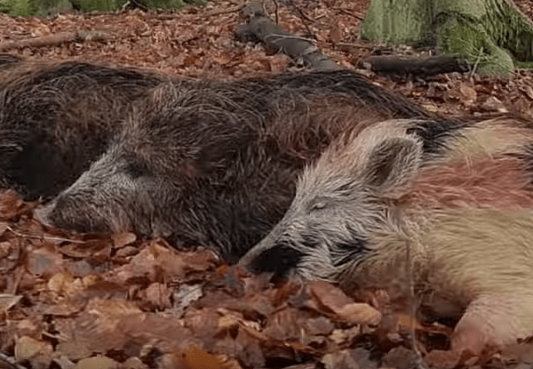 wilde zwijnen geschoten