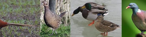 Tweede Kamer heeft vraagtekens bij huidige methode voor beoordeling staat van instandhouding vogelsoorten