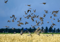 Houtduiven op graan